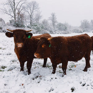 Meet your Posher, Ellie